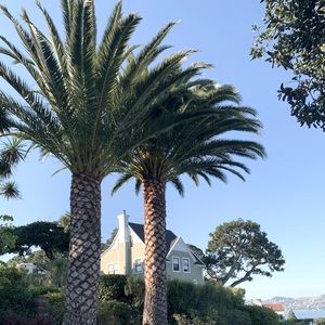 Meet your Posher, Gillian